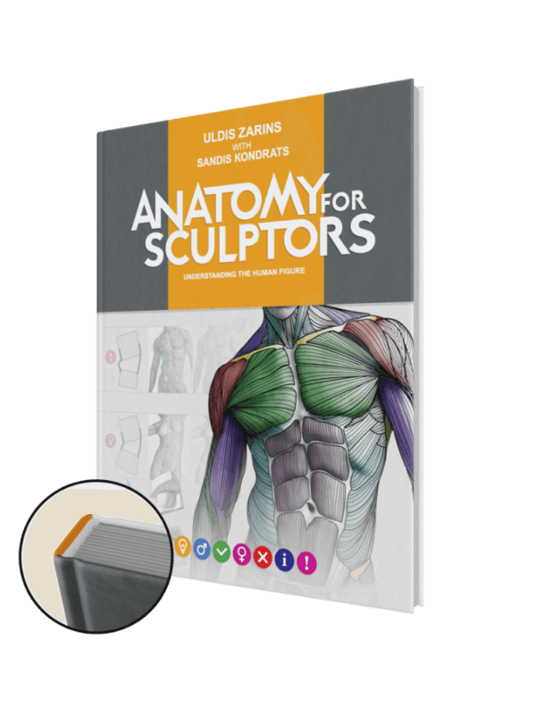 anatomy for sculptors, understanding the human figure hardcover