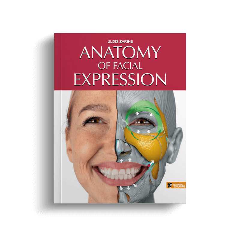anatomy of facial expression by anatomy for sculptors homepage