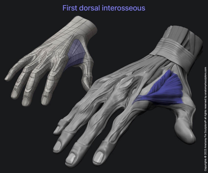 First dorsal interosseous hand anatomy for artists by anatomy for sculptors