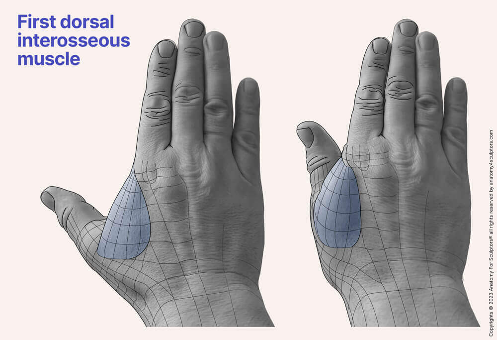 First dorsal interosseous movement hand anatomy for artists by anatomy for sculptors