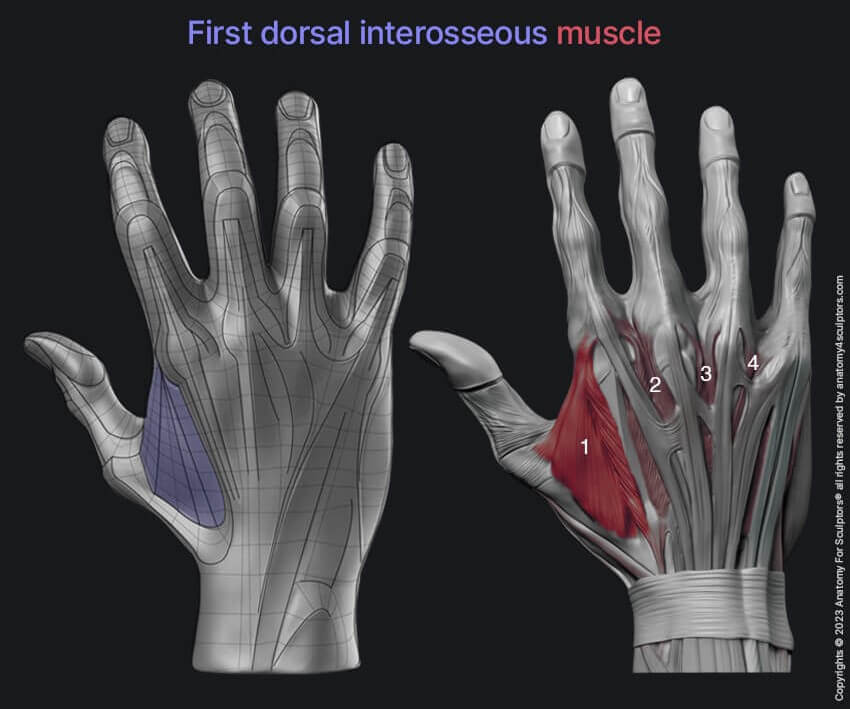 First dorsal interosseous muscles hand anatomy for artists by anatomy for sculptors