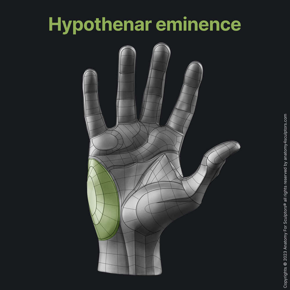 Hypotenar eminence hand anatomy for artists by anatomy for sculptors