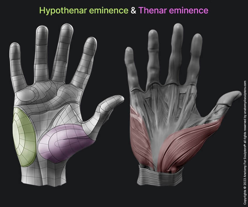 Hypothenar eminence and Thenar eminence hand anatomy for artists by Anatomy For Sculptors