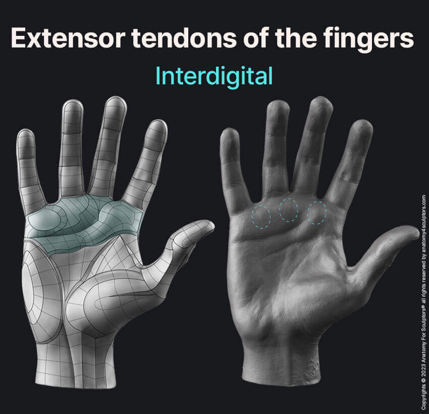 Interdigital region realistic hand by Anatomy For Sculptors