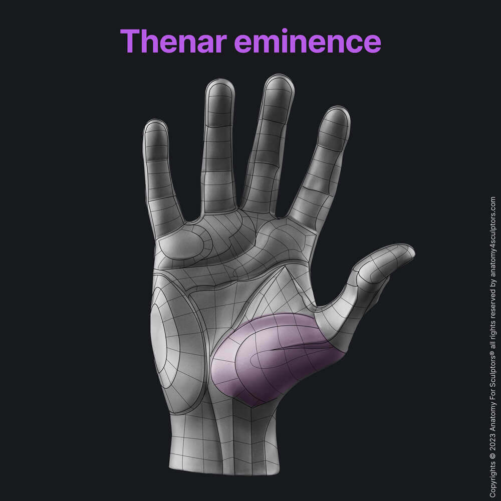 Thenar eminence hand anatomy for artists anatomy for sculptors