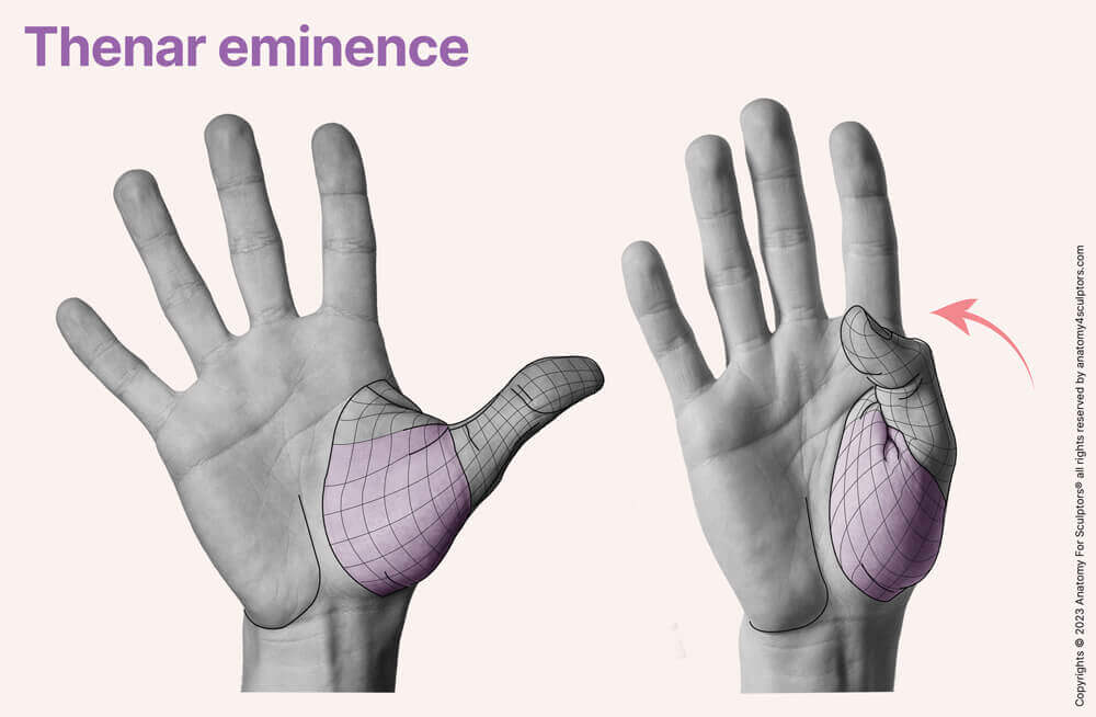 Thenar eminence movement hand anatomy for artists by anatomy for sculptors
