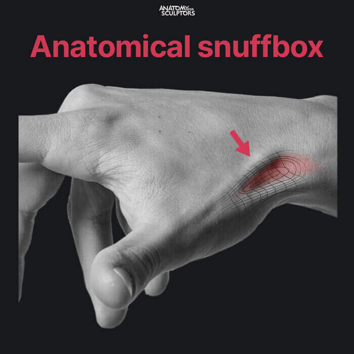 anatomical snuffbox surface realistic hand by anatomy for sculptors