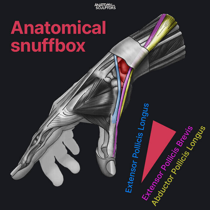 anatomical snuffbox tendons realistic hand by anatomy for sculptors