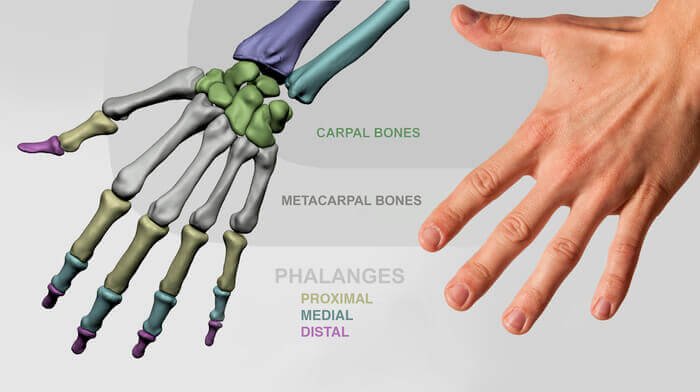 Hand Joints Surface Anatomy