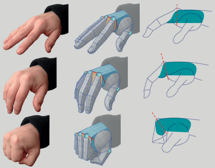 connecting line of fingers movement realistic hand by anatomy for sculptors