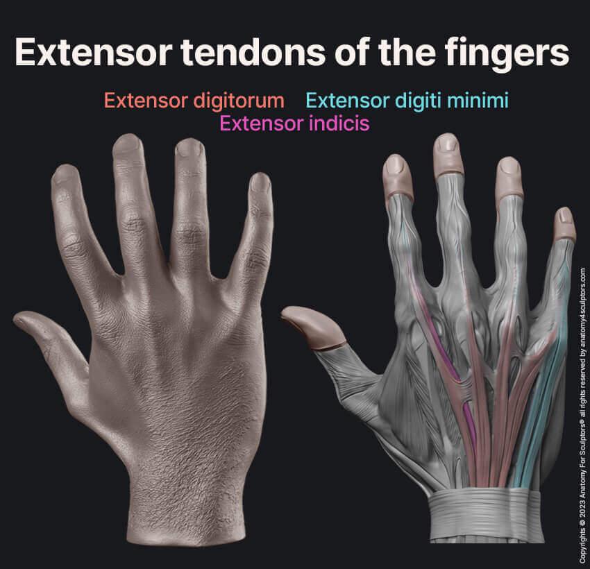 extensor digitorum extensor digiti minimi extensor indicis realistic hand by anatomy for sculptors