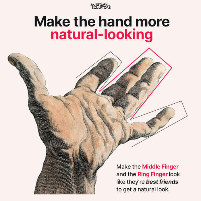 finger brothers hand anatomy for artists by anatomy for sculptors