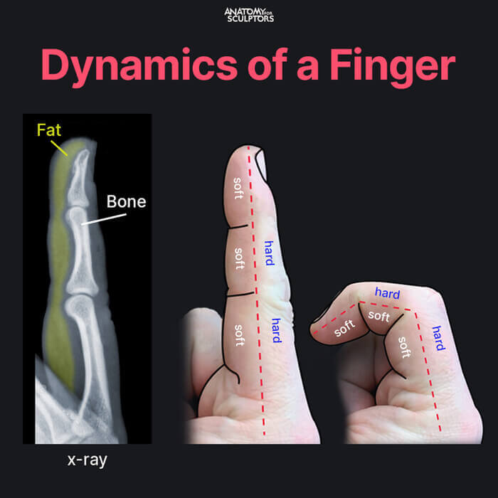 finger fat and bone finger dynamics realistic hand by anatomy for sculptors