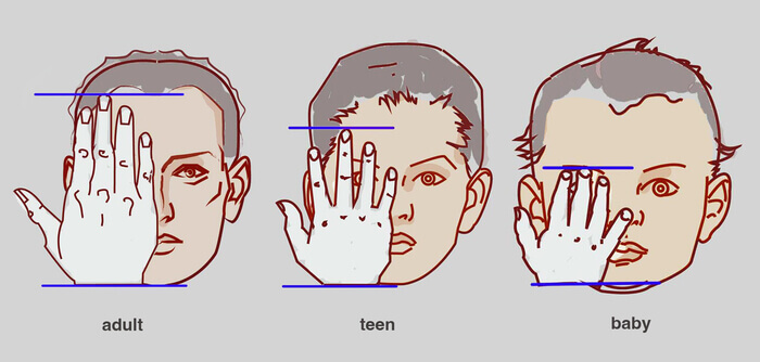 hand size proportions vs head hand anatomy for artists by anatomy for sculptors