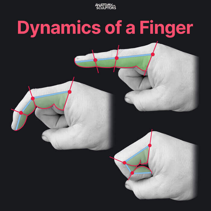 como os dedos se dobram articulações dos dedos inclinadas mão realista por anatomia para escultores