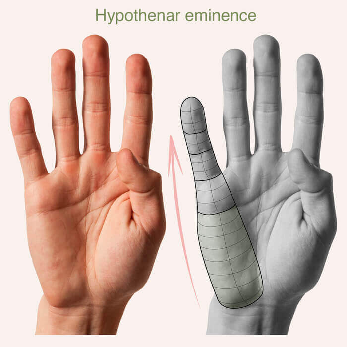 hypotenar eminence roundness hand anatomy for artists by anatomy for sculptors