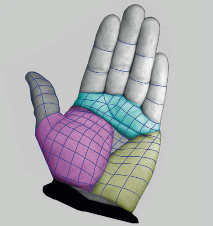 palm fat pads realistic hand by anatomy for sculptors