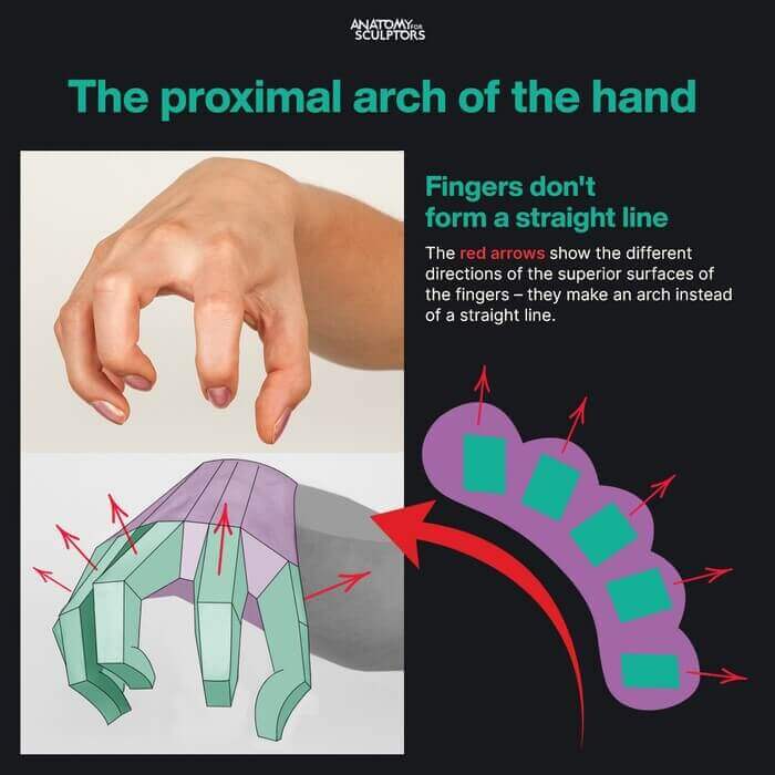 proximal arch of the hand 1 hand anatomy for artists by anatomy for sculptors