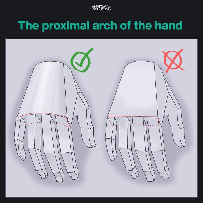 proximal arch of the hand 2 hand anatomy for artists by anatomy for sculptors