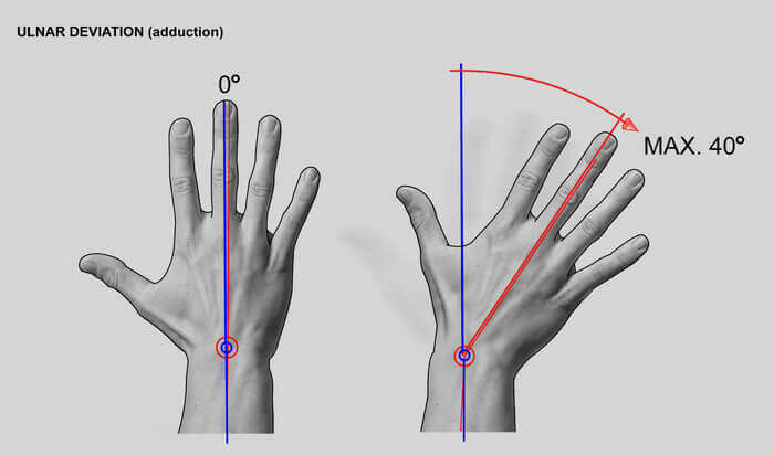 ulnar deviation hand anatomy for artists by anatomy for sculptors