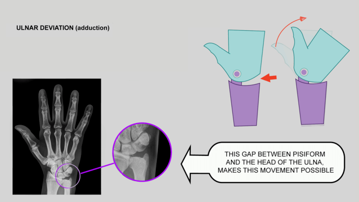 ulnar deviation schema hand anatomy for artists by anatomy for sculptors