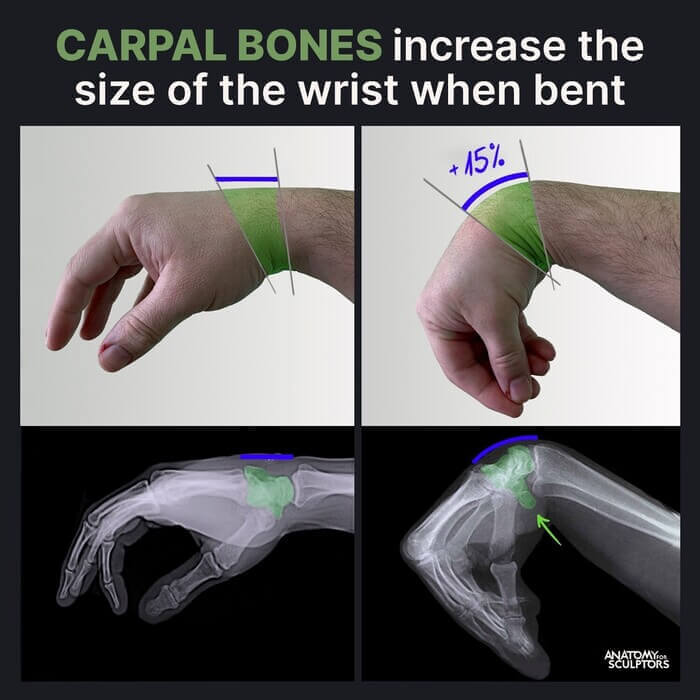 wrist carpal bone size increase hand anatomy for artists by Anatomy For Sculptors