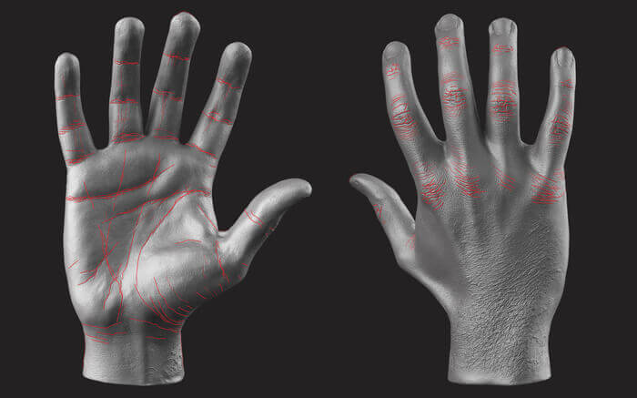 hand lines and hand creases realistic hand by anatomy for sculptors