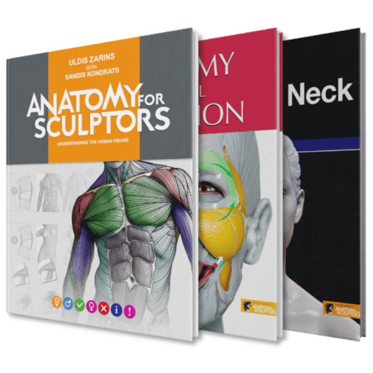 Anatomy For Sculptors | Anatomy Book Series For Artists