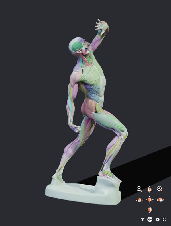 3d model viewer premium anatomy for sculptors 2