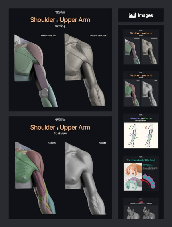 3d model viewer premium anatomy for sculptors 6