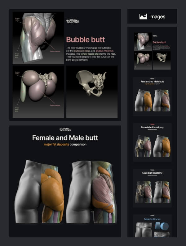 3d model viewer premium anatomy for sculptors 7