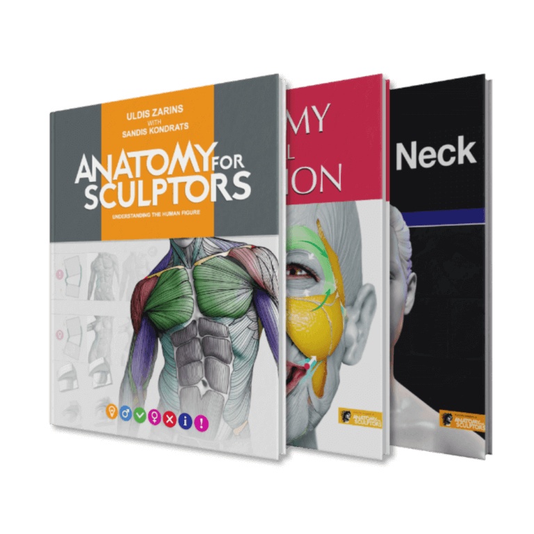 Anatomy For Sculptors | Anatomy Book Series For Artists