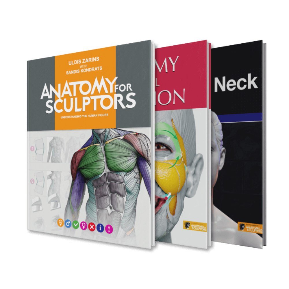 Anatomy for sculptors