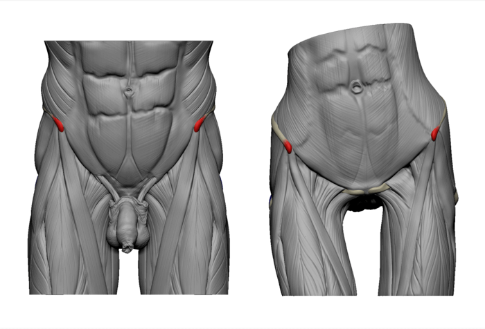 asis anterior superior iliac spine ecorche bony landmarks of the pelvis butt bones and body proportions anatomy for sculptors
