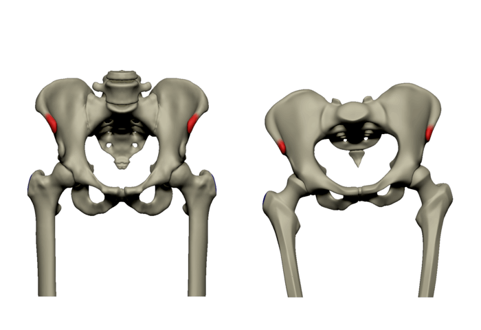asis anterior superior iliac spine skeleton bony landmarks of the pelvis butt bones and body proportions anatomy for sculptors