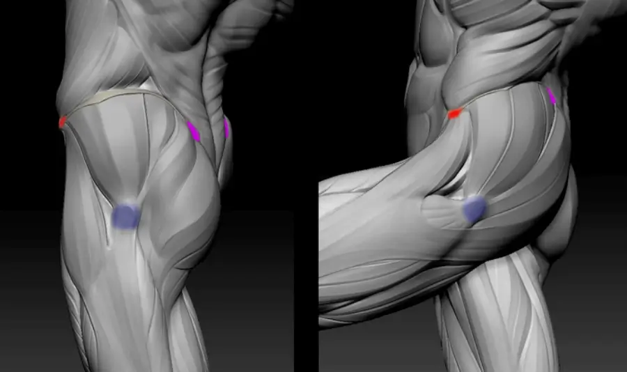 Hand anatomy for artists: Basic shapes 32 butt bones and body proportions anatomy for sculptors img