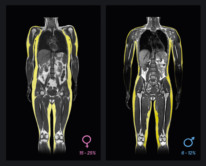 butt fat and hip fat distribution male and female comparison radiology subcutaneous fat butt anatomy muscles and fat by anatomy for sculptors
