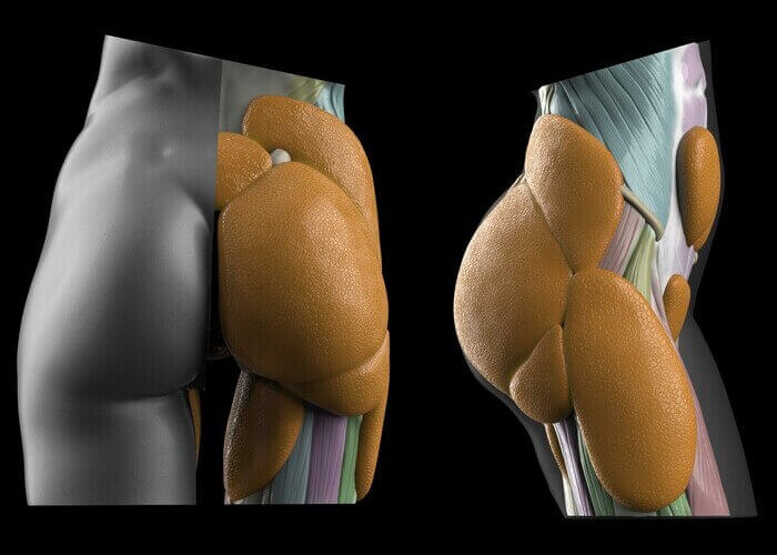 female fat pads of the hips and butt fat and hip fat distribution butt anatomy muscles and fat by anatomy for sculptors