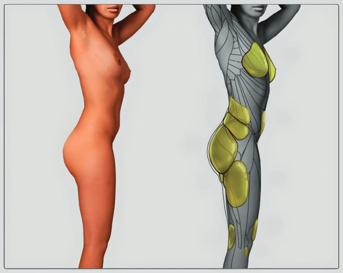 female fat pads side view diagram butt fat and hip fat distribution butt anatomy muscles and fat by anatomy for sculptors
