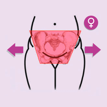 female pelvis male and female body proportions butt bones and body proportions anatomy for sculptors