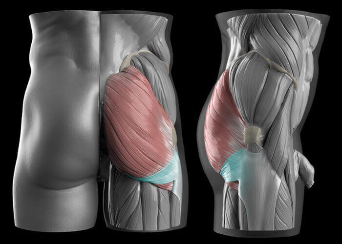 gluteal crease and gluteal band butt anatomy muscles and fat by anatomy for sculptors