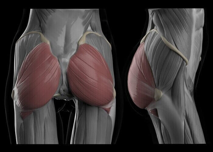 gluteus maximus muscles of the butt female version butt anatomy muscles and fat by anatomy for sculptors