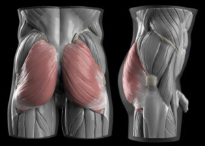 Butt anatomy: muscles and fat | Anatomy For Sculptors