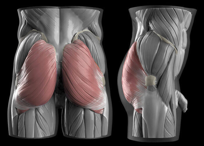 gluteus maximus muscles of the butt male version butt anatomy muscles and fat by anatomy for sculptors