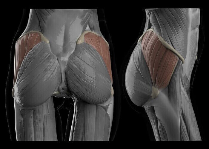 gluteus medius muscles of the butt female version butt anatomy muscles and fat by anatomy for sculptors