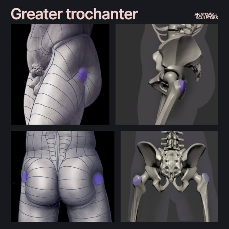 greater trochanter sculpture skeleton bony landmarks of the femur butt bones and body proportions anatomy for sculptors