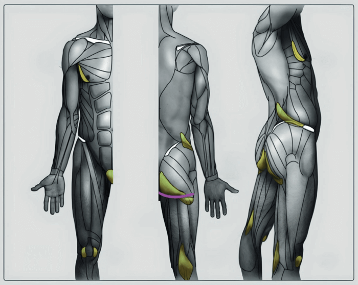 male fat pads diagram butt fat and hip fat distribution butt anatomy muscles and fat by anatomy for sculptors