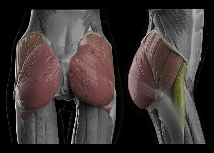 muscles of the butt female version butt anatomy muscles and fat by anatomy for sculptors