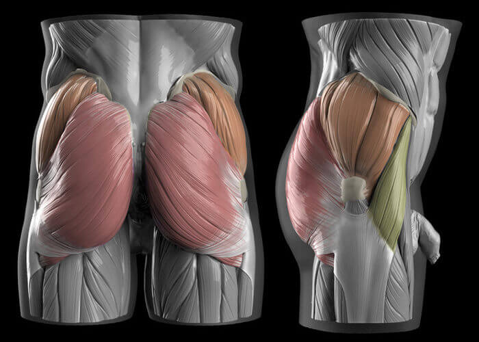 muscles of the butt male version butt anatomy muscles and fat by anatomy for sculptors