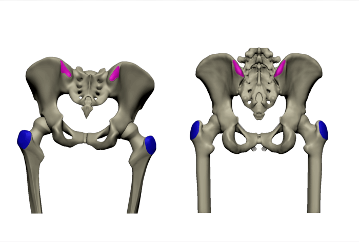 psis posterior superior iliac spine greater trochanter skeleton bony landmarks of the pelvis butt bones and body proportions anatomy for sculptors